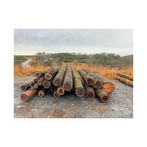 Troncos de Nogal al por Mayor, 500-1000 Metros Cúbicos, Volumen Disponible para Aserraderos a Gran Escala y Plantas de Fabricación de Chapa - Product Image 1