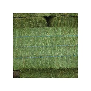 Fardos de heno de alfalfa baratos de grado Premium, piensos para caballos de ganado/alfalfa de grado superior para piensos/heno de alfalfa a granel - Product Image 4