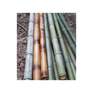 Tubes en bambou de 99 GD Vietnam/produits matériels en bambou cru/poteau en bambou pour cultiver l'agriculture végétale - Product Image 2