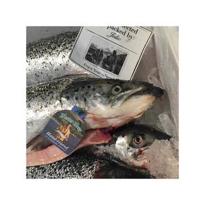 ปลาแซลมอนทั้งหมด15กก. แช่แข็งเกรดสูงสุดสำหรับผู้ค้าส่งและผู้นำเข้า - Product Image 4