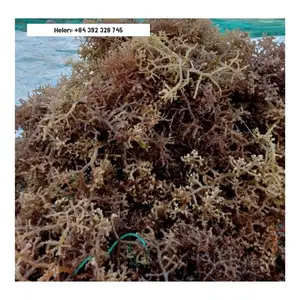 顶级销售越南EUCHEUMA COTTONII海藻-新到货2024季节性野生工艺干海苔爱尔兰苔藓带盐/不带盐