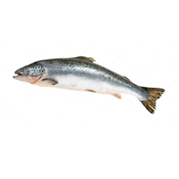 100% Vente en gros de saumon de qualité exportée Fournisseur de fruits de mer de haute qualité Saumon de l'Atlantique (salmo salar) à vendre