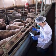Fournisseurs et exportateurs en gros de poudre de farine de poisson de haute qualité utilisée comme alimentation animale donne une énorme quantité de protéines aux animaux - Product Image 4