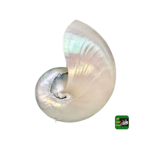 Nautilus 99 Gold Data de cámara para Nautilus Shell de Vietnam Exportador Estilo animal pulido Decoración para el hogar y proyectos artesanales - Product Image 3
