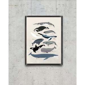 Póster de varias especies de ballenas con marco negro para decoración de pared - Product Image 4