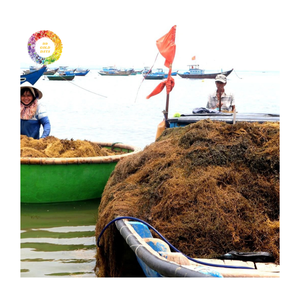 Poudre d'algues Sargassum et poudre d'algues vertes pour engrais, utilisation en culture d'algues vertes, supplément minéral en vrac - Product Image 1
