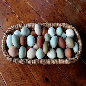 Hard Shell Chicken <b>Eggs</b> | Farm Fresh Chicken <b>Eggs</b> (Brown and White) - Product Image 3