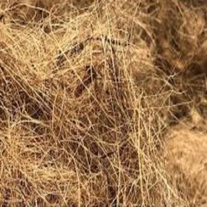 Fibra de coco natural de alta calidad para colchones, cepillos, cuerdas, esteras para cultivo, fibra de coco para mantillo, venta al por mayor de La India - Product Image 3