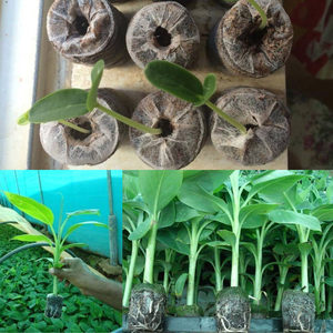 ขายส่งดินมะพร้าวสําหรับพืช/กะทิ Jiffy เม็ดทําจากมะพร้าวจากผู้ผลิตเวียดนาม - Product Image 4