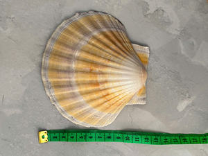 Copa de vino artesanal con concha de vieira estilo costero para elegantes manteles - Product Image 5