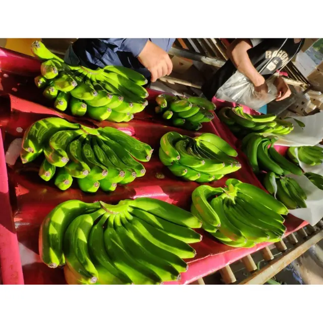 Hot Sale High Quality Green Cavendish Banana - Fresh Fruit And Vegetables From Vietnam At Competitive Price For Export