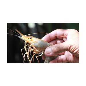 กุ้งแวนนาไมแช่แข็ง ขายส่งจำนวนมาก คุณภาพสูง กุ้งสดแช่แข็ง - Product Image 6