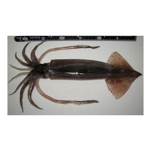 Venta al por mayor de calamares japoneses para distribución y suministro minorista - Product Image 4