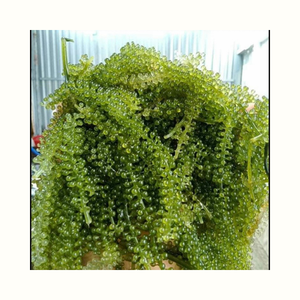 Rumput Laut Seagrape Caulerpa Lentillifera untuk Penggunaan Kuliner di Restoran, Layanan Makanan, dan Pengolahan Bahan Makanan - Product Image 1