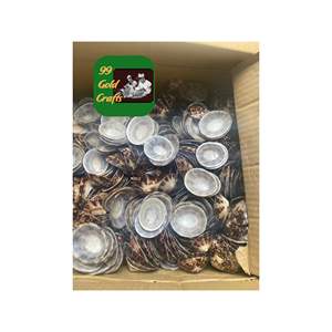 COQUILLES DE LIMPETTES OVALES POLIES MATÉRIAUX ÉCOLOGIQUES DU VIETNAM COQUILLES DE MER NATURELS POUR LA DÉCORATION ET LES PROJETS D'ARTISANAT FAITS À LA MAIN - Product Image 3