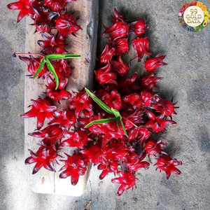 Bayas de Goji de Vietnam Producidas con Material de Fruta de Lycium Seca y Limpia para la Elaboración de Té y Uso Alimentario - Product Image 5