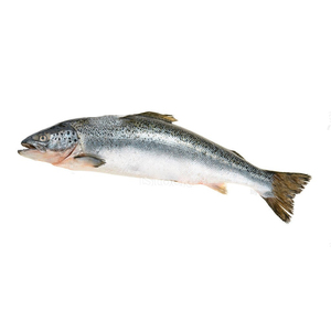 Frozen Fresh Sliced Salmon Fish Products Fish <b>Bellies</b> 13Cm 14Cm - Product Image 2