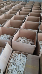 Exportation d'os de seiche séchés de qualité du Vietnam pour les besoins nutritionnels des oiseaux de compagnie - Product Image 6