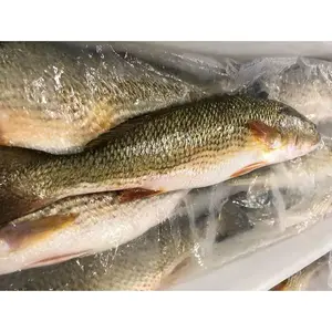 China Export Iqf Iwp Whole Round Frozen Redfish Exporter Wr Whole Round Frozen Red Drum Fish