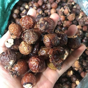 Sapindus Saponaria Bulk Production Factory in Vietnam/ Holiday| <b>Soapberries</b> - Product Image 5