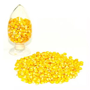 Qui vend des granulés de maïs congelés et séchés Fd peut être mis en conserve maïs jaune de noyau de maïs sucré pour l'alimentation animale - Product Image 4
