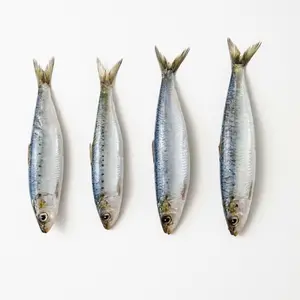 Supplier for frozen fish importers frozen ribbon sardine mackerel fish all kinds of frozen fish