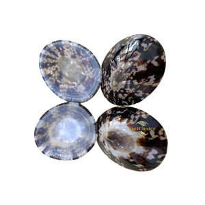 Concha de Limpet Natural Limpia y Pulida para Joyería Artesanal y Decoración - Product Image 5