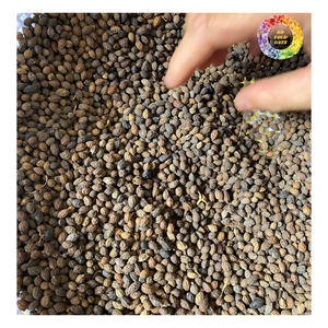 Vente en gros de graines de papaye séchées pour tisane, graines de papaye carica nettoyées séchées | Graines de papaye naturelles pour l'exportation et le vrac - Product Image 5