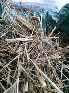 หญ้าห่านแห้งหญ้าห่านแห้งขนาด8ออนซ์หญ้าห่านแห้งทำความสะอาดหญ้าห่านแห้งออกแบบได้ตามต้องการ - Product Image 2