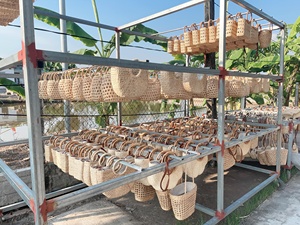 แกนหวายธรรมชาติและเปลือกวัสดุหวายขนาดเล็กสำหรับส่งออกจาก99โกลด์ - Product Image 2