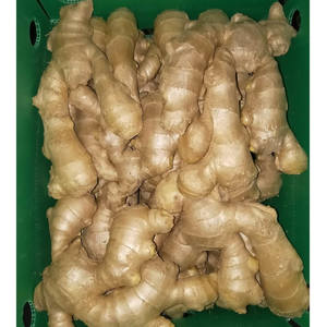 High Quality Organic <b>Fresh</b> <b>Ginger</b> Premium Quality Bulk Wholesale Supply Newest Crop Available Now - Product Image 6