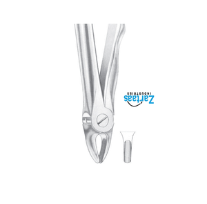 Pince d'extraction en acier inoxydable de haute qualité incisives supérieures pour enfants fig.37 exportateurs et fabricant - Product Image 2