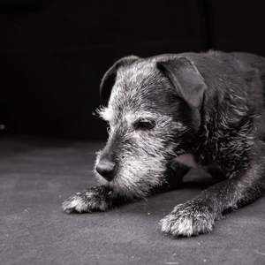 Cepillos y Cepillos para el Cabello Meguiar's X1140EU (Modelo 4260314995287) para Eliminar el Cabello - Product Image 3