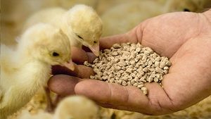 อาหารสัตว์อาหารถั่วเหลืองสำหรับบรรจุในถุงปลาและสัตว์ปีก - Product Image 6