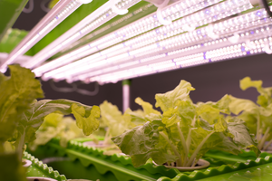 ระบบ Aquaponics ในร่มขนาดใหญ่สำหรับปลาและผักสำหรับชุดครอบครัวขนาดกลาง - Product Image 5