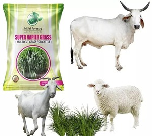 Sementes De Grama Híbrida De Alta Rendimento Vaca Feed <span class=keywords><strong>Grass</strong></span> 1kg - Product Image 1