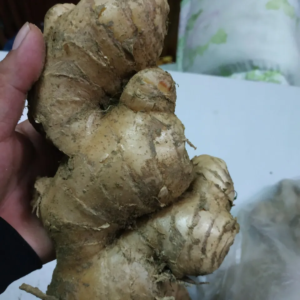 VIETNAMESE FRESH GINGER HIGH QUALITY GOOD PRICE (WHATSAPP: +84 765149122)