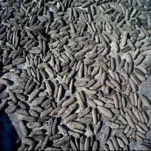 Pepino de Mar Seco de Primera Calidad al por Mayor, Envasado al Vacío, Origen Reino Unido, Entrega Rápida, 24 Meses de Duración, Nutritivo - Product Image 3