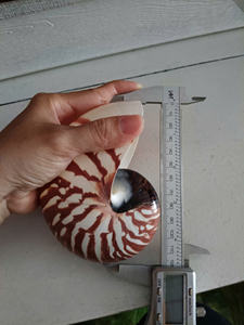 Decoración Artística de Concha Espiral con Incrustaciones de Nácar de Lujo para el Hogar, Coleccionable - Product Image 4