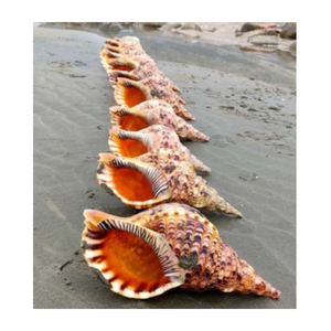 Conque/Trompette Triton Ammonite Décoration-Grande coquille d'escargot pour la décoration-Coquillage en vrac pour l'artisanat - Product Image 1