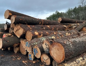 Giá tốt nhất thông gỗ tròn bản ghi cho đồ nội thất làm và crafting - Product Image 1