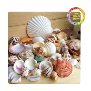 Real Ocean Shell Mix para manualidades hechas a mano, arte de resina y decoración del hogar - Product Image 2