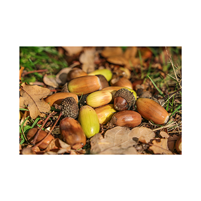 acorn seeds animal feed