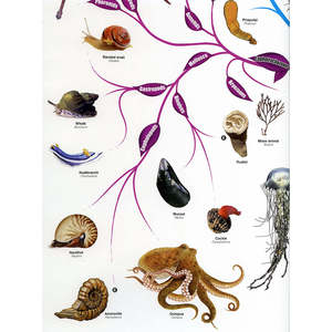 โปสเตอร์ต้นไม้แห่งชีวิตสไตล์โมเดิร์นสำหรับตกแต่งผนัง - Product Image 3