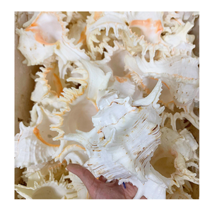 Hermosas conchas marinas decorativas con elegancia natural, perfectas para obras de arte hechas a mano y una impresionante decoración del hogar - Product Image 2