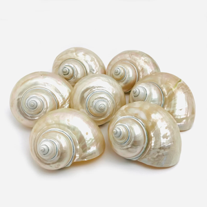 Large White Turbo Sea Shell for Hermit <b>Crabs</b> (1 3/5"-2" 3-3.5" Opening) - Product Image 6