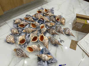 Coquille de conque de trompette et coquille de reine pour l'usage à la maison d'affichage artistique et les cadeaux culturels - Product Image 6