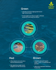 การเลี้ยงปลาในดิน-ปลาอควาไบโอคลีน - Product Image 5