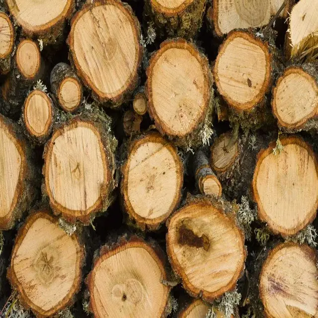 Exotische mongolische Eiche Rundholz Hartholz Holz Eichenholz, Eichenholz Protokolle für die Winter ernte