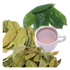 EXPORTACIÓN SUPERIOR HOJAS DE GRAVIOLA/HOJAS DE URENSA SECAS/HOJA DE NATRAL ANNONA MURICATA EL MEJOR INGREDIENTE PARA EL TÉ DE ASIA EXPORTACIÓN CALIENTE 2024 - Product Image 2